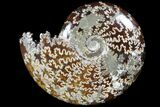 Polished, Agatized Ammonite (Cleoniceras) - Madagascar #78351-1